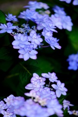 紫陽花