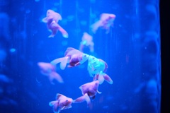 Art aquarium