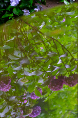 水面に映る紫陽花
