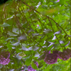 水面に映る紫陽花