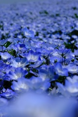 蒼穹