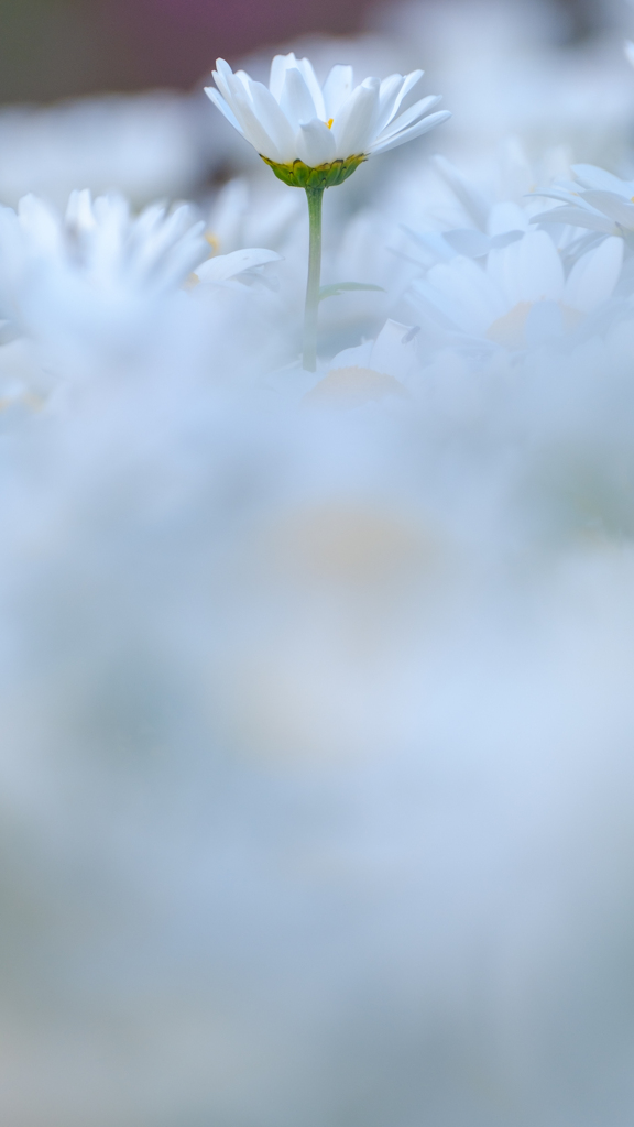 白
