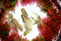 aquarium