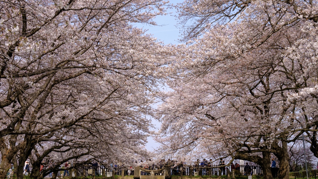 染井吉野