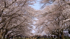 染井吉野