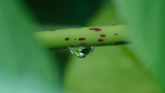 水滴