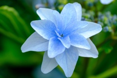 紫陽花