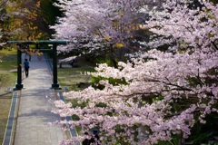染井吉野