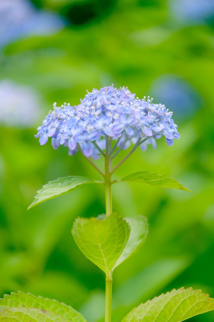 紫陽花
