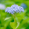 紫陽花