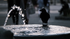 Crow