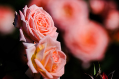 Pink Rose