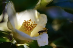 白椿と蜂