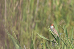 Acrocephalus bistrigiceps