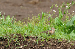 Alauda arvensis