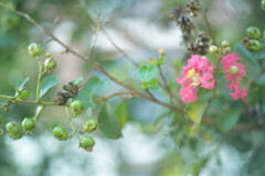 Lagerstroemia indica