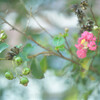 Lagerstroemia indica