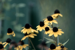 Rudbeckia