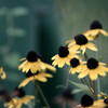 Rudbeckia