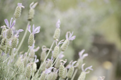 Lavandula stoechas