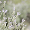 Lavandula stoechas