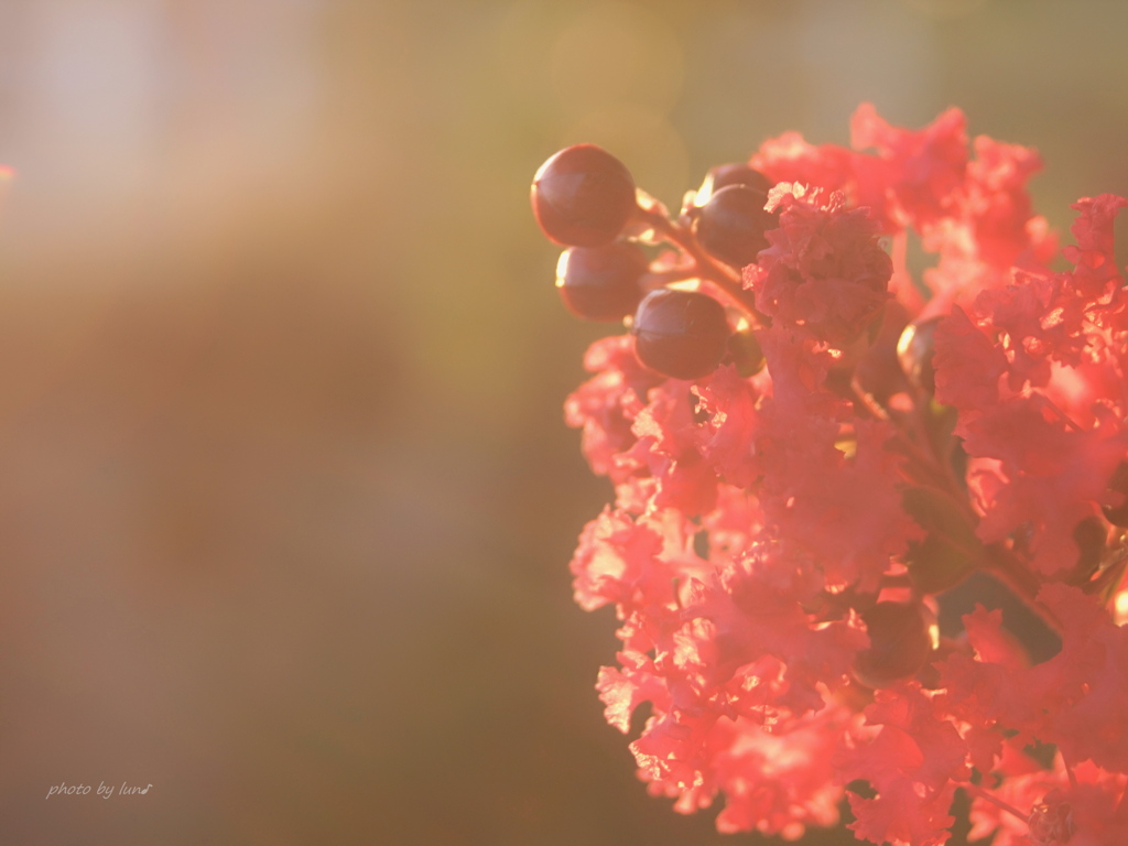 Lagerstroemia indica