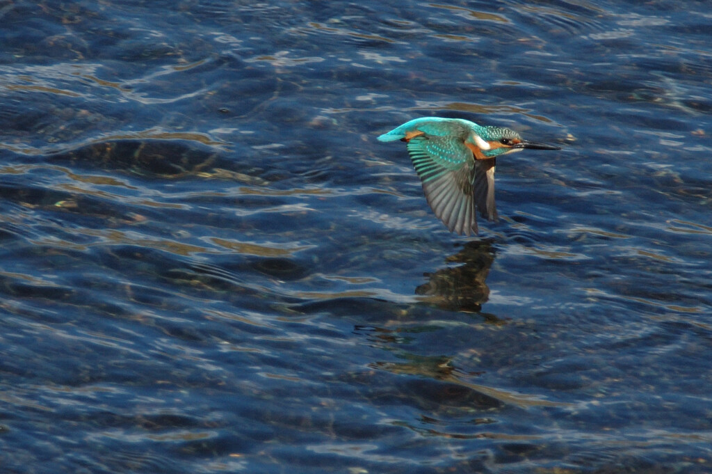 Alcedo atthis