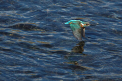 Alcedo atthis