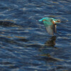 Alcedo atthis