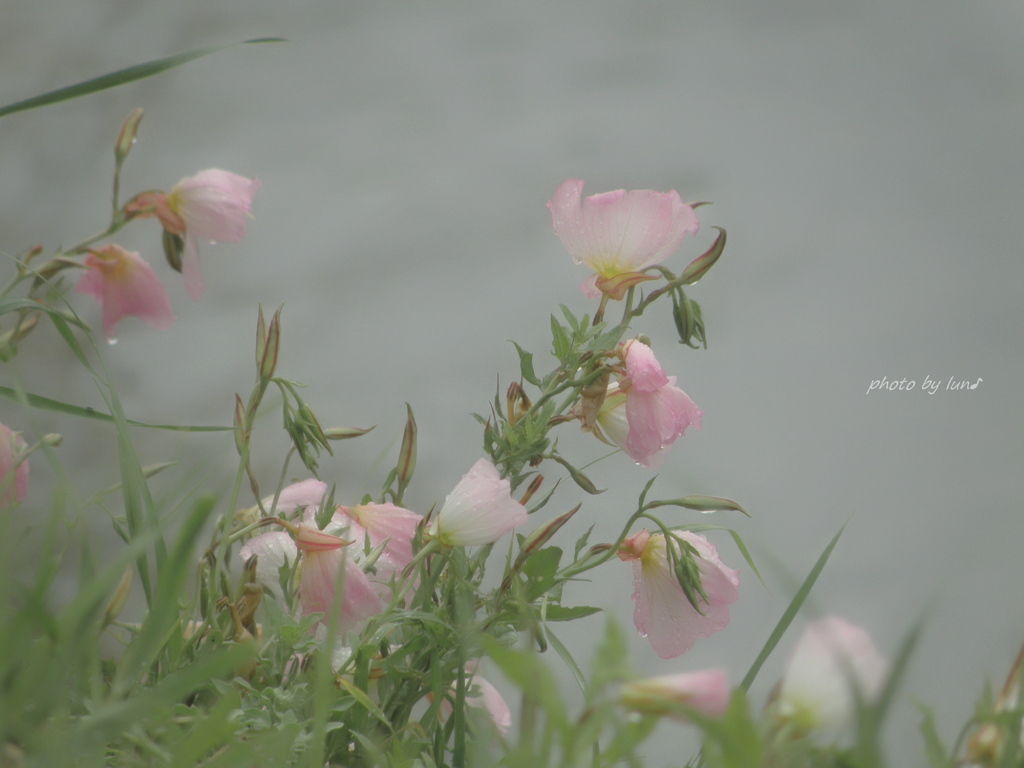 Oenothera tetraptera