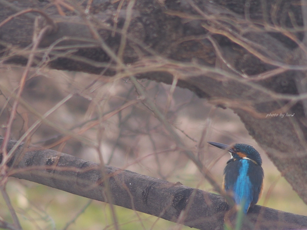 Alcedo atthis
