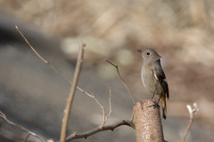 Phoenicurus auroreus