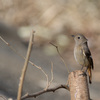 Phoenicurus auroreus