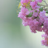 Lagerstroemia indica