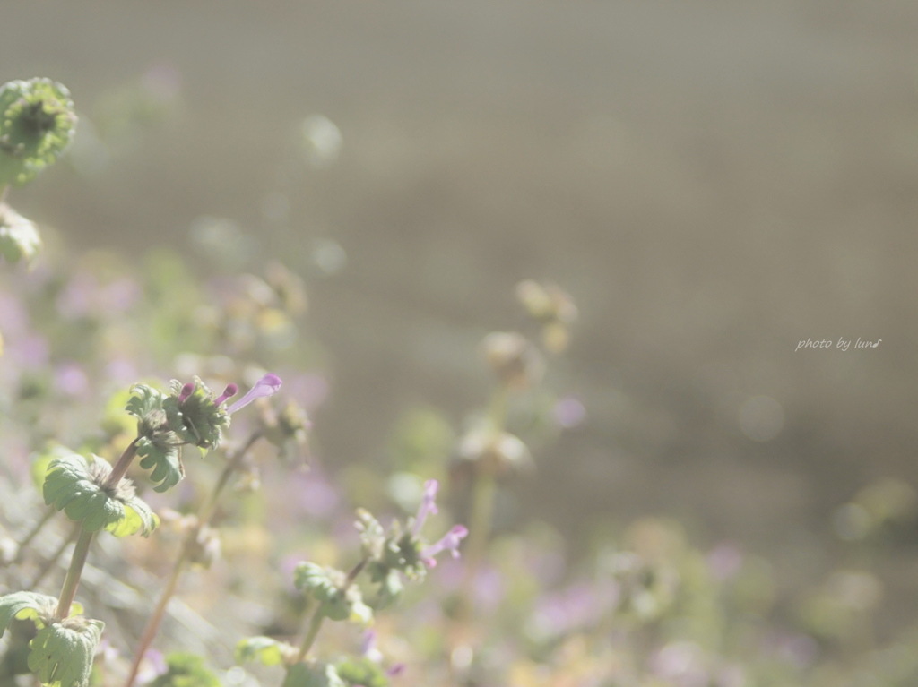 Lamium amplexicaule