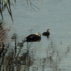 Tachybaptus ruficollis