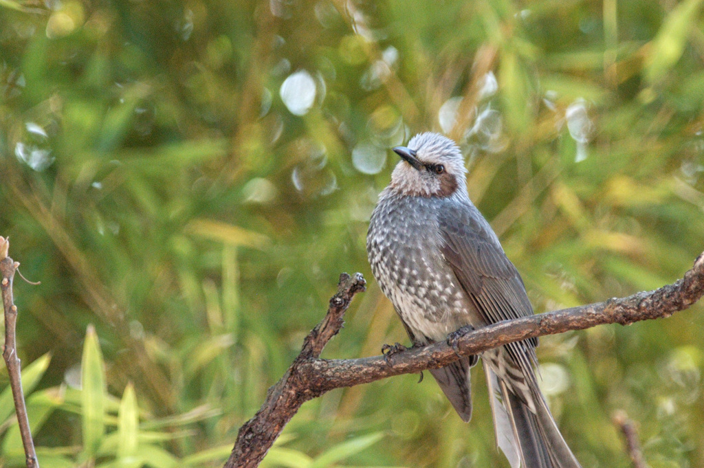 Hypsipetes amaurotis