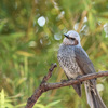 Hypsipetes amaurotis