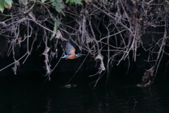 Alcedo atthis