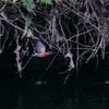 Alcedo atthis