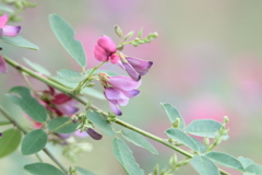 Lespedeza bicolor