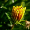 love yellow