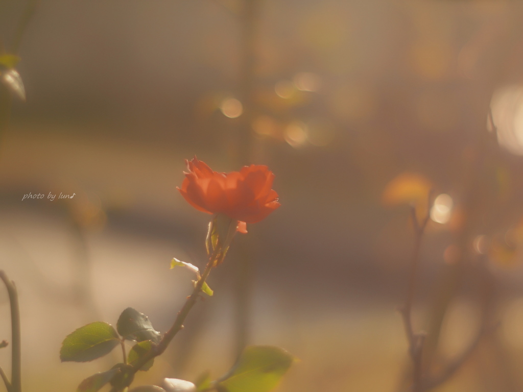 Rose