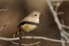 Phoenicurus auroreus