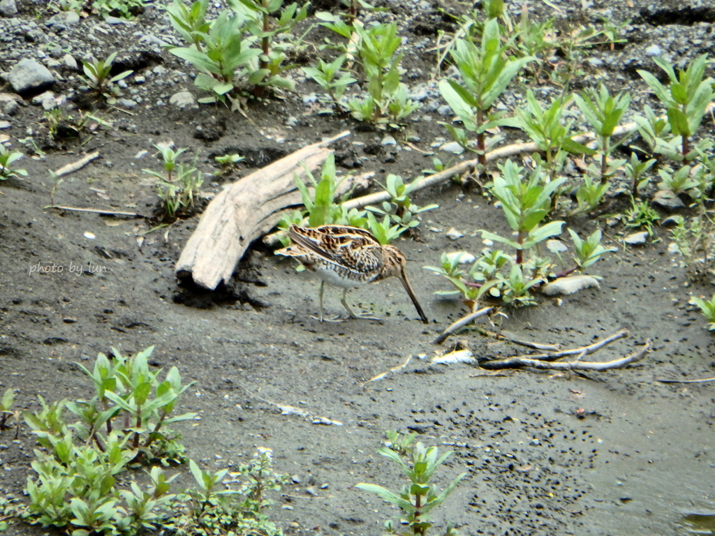 Gallinago gallinago