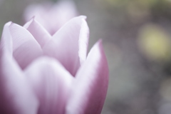tulip