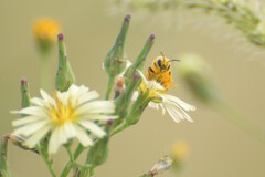 Lactuca indica