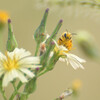 Lactuca indica