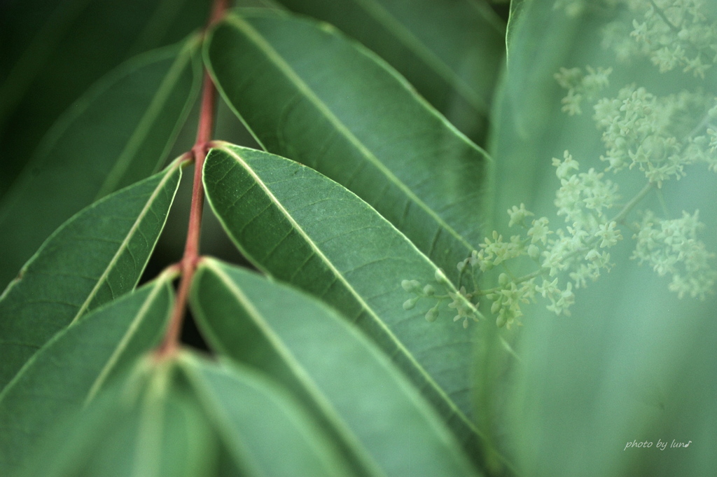 Toxicodendron succedaneum