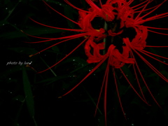 Lycoris radiata